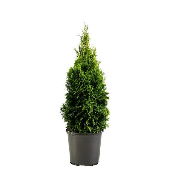Expert Gardener 2.5 Quart Emerald Green Arborvitae Live Shrub