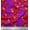Purple, variant on Soimoi Cotton Duck Fabric Raspberry,Strawberry & Cherry Fruits Printed Fabric 1 Yard 42 Inch Wide