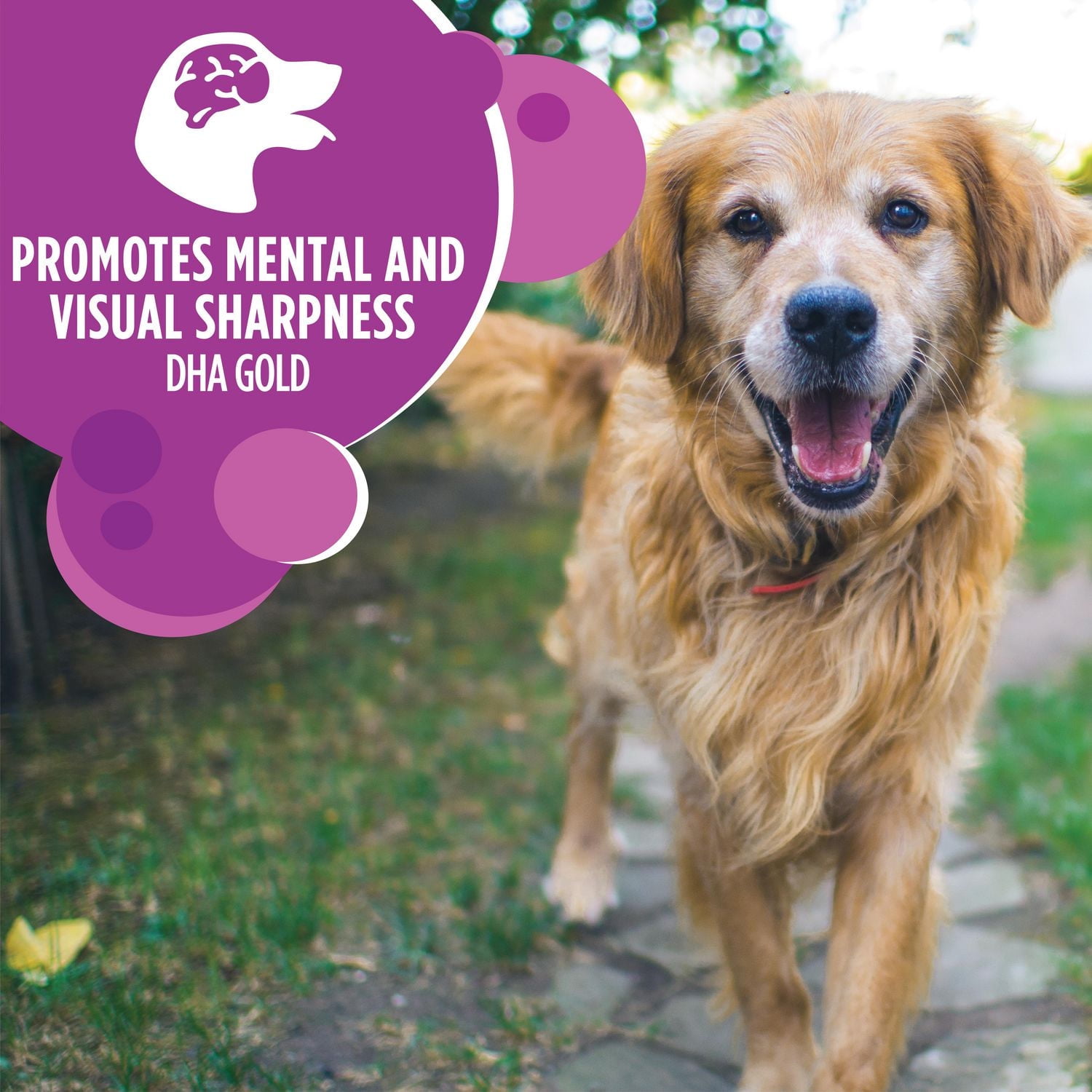 Nourriture sèche pour chiens âgés de grande race IAMS Recette avec poulet et grains entiers 13,6kg