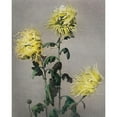 thumbnail image 2 of Kazumasa, Ogawa 15x18 Black Modern Framed Museum Art Print Titled - Ku Moi Sakura, 2 of 4