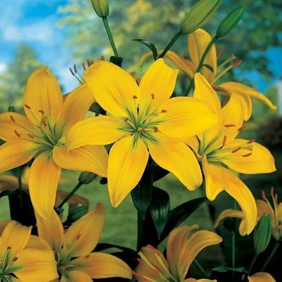 Asiatic Yellow Lily Bulbs for Planting - Stunning Color to Compliment and Garden or Container Grow (10 Bulbs)