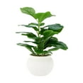 thumbnail image 4 of Plante Lyre Artificielle Anko en Pot, 4 of 5