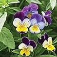 thumbnail image 2 of Isla's Garden Seeds 500 Johnny Jump Up Flower Seeds Non-GMO Heirloom Flower Seeds, Pollinators, 2 of 7