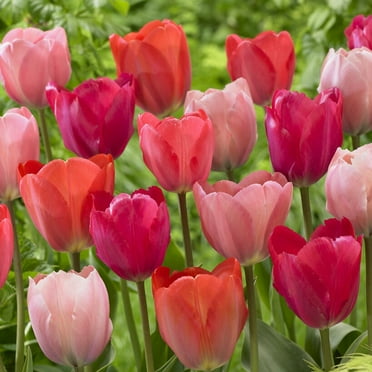 Van Zyverden Tulips Van Eijk Mix Set of 25 Bulbs, Multicolor, Partial Sun, Perennial