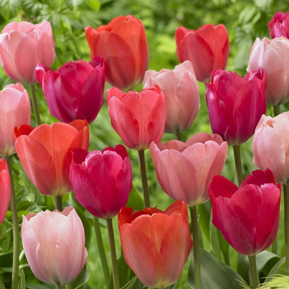 Van Zyverden Tulips Van Eijk Mix Set of 25 Bulbs, Multicolor, Partial Sun, Perennial