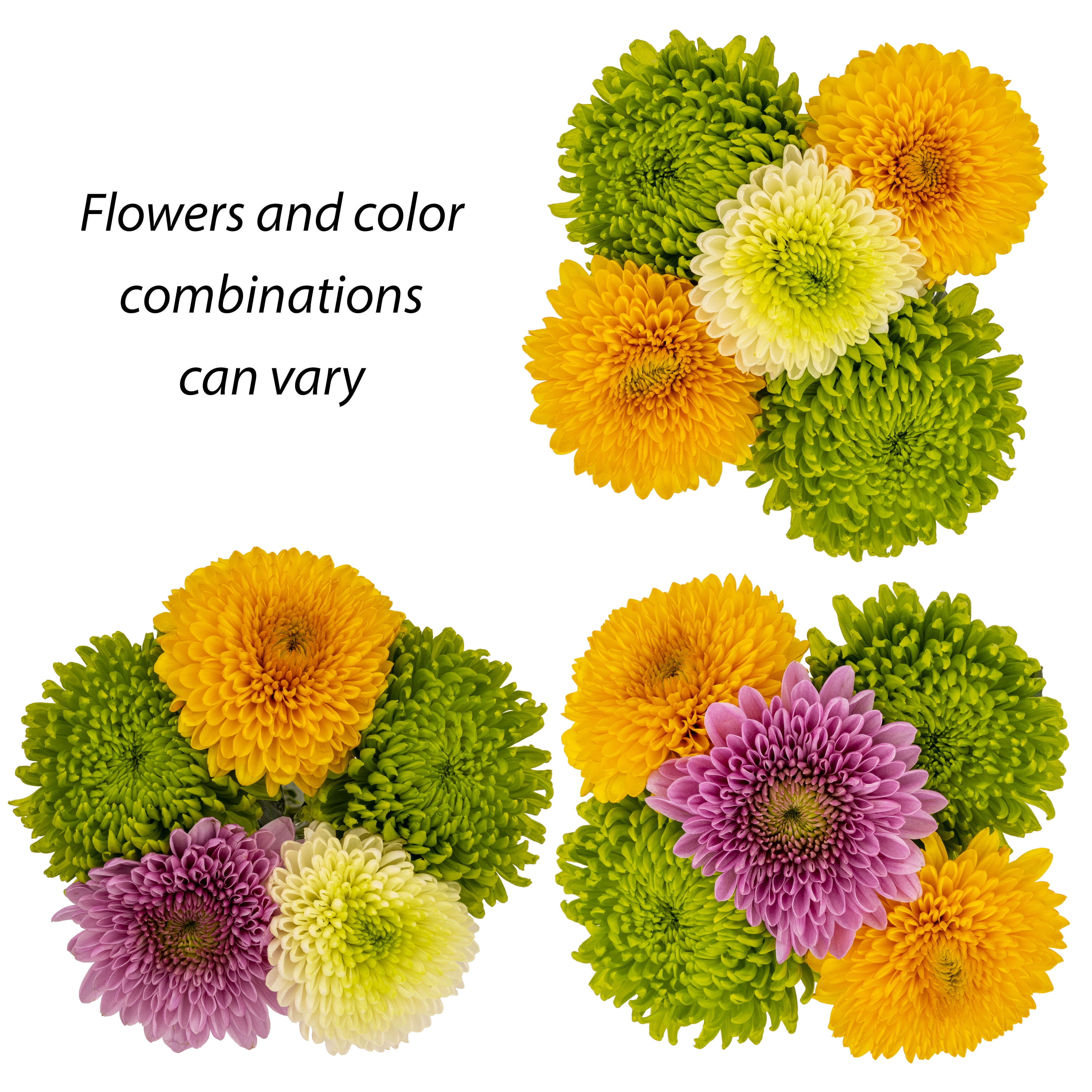 Fresh-Cut Snowball Mums Flower Bunch, 5 Stems, Colors Vary