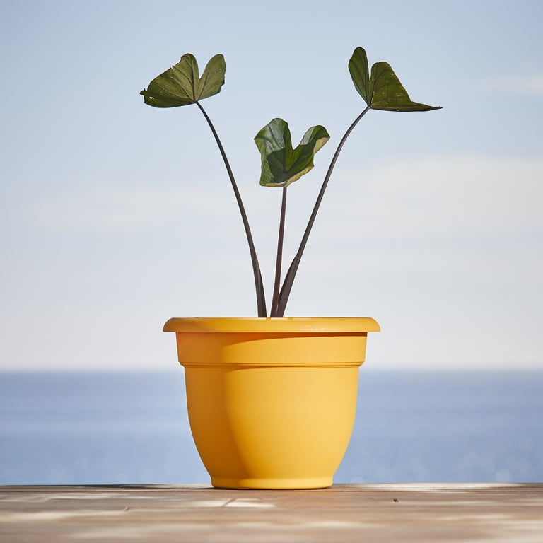 money tree plant Money Tree Plants Pachira aquatica 8" Pot / Self Watering / With Pot