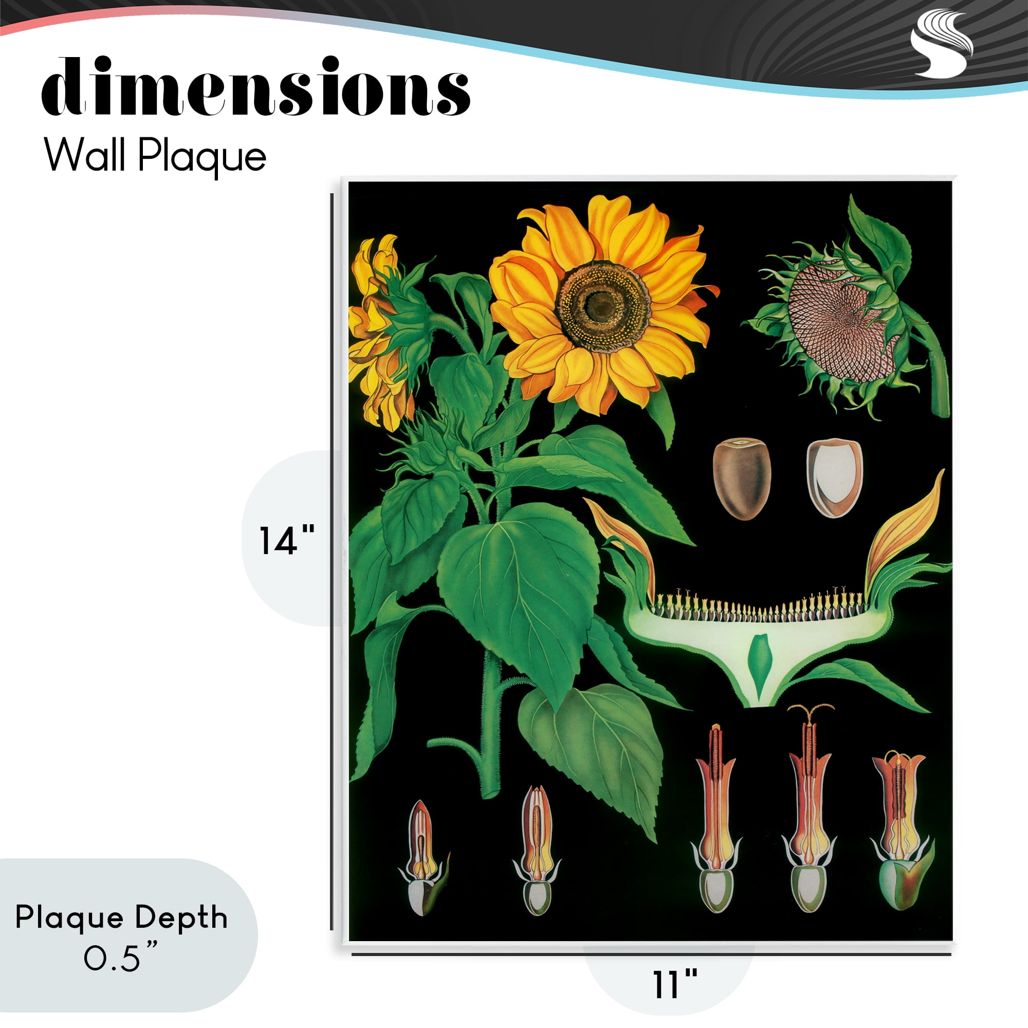 Stupell Industries Sunflower Bulb Illustrations Wall Plaque Art, design by Vintage Hustle