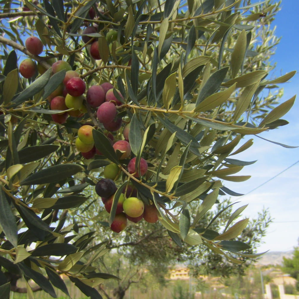 Olive Tree 'Arbequina' Olea europaea Live Starter Plant in a 3" Pot