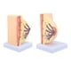 thumbnail image 1 of Modelo de Visualizació de Cofres, Estructura Transversal de la Mitad de Alta Simulación Anatomía del Tórax Hempra etapa Inactiva para el Aprendizaje y, 1 of 7