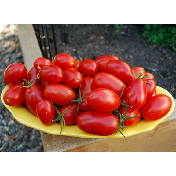 Juliet Cherry Tomato Plant - Great for Salsas - 2.5" Pot