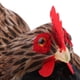 thumbnail image 5 of Granja Animal Estatuilla Gallina Gallina Poner Huevo En Nido Modelo Niño Juguete Decoración Para El Hogar Gallina grande en el nido Baoblaze Juguete de animal de simulación, 5 of 8