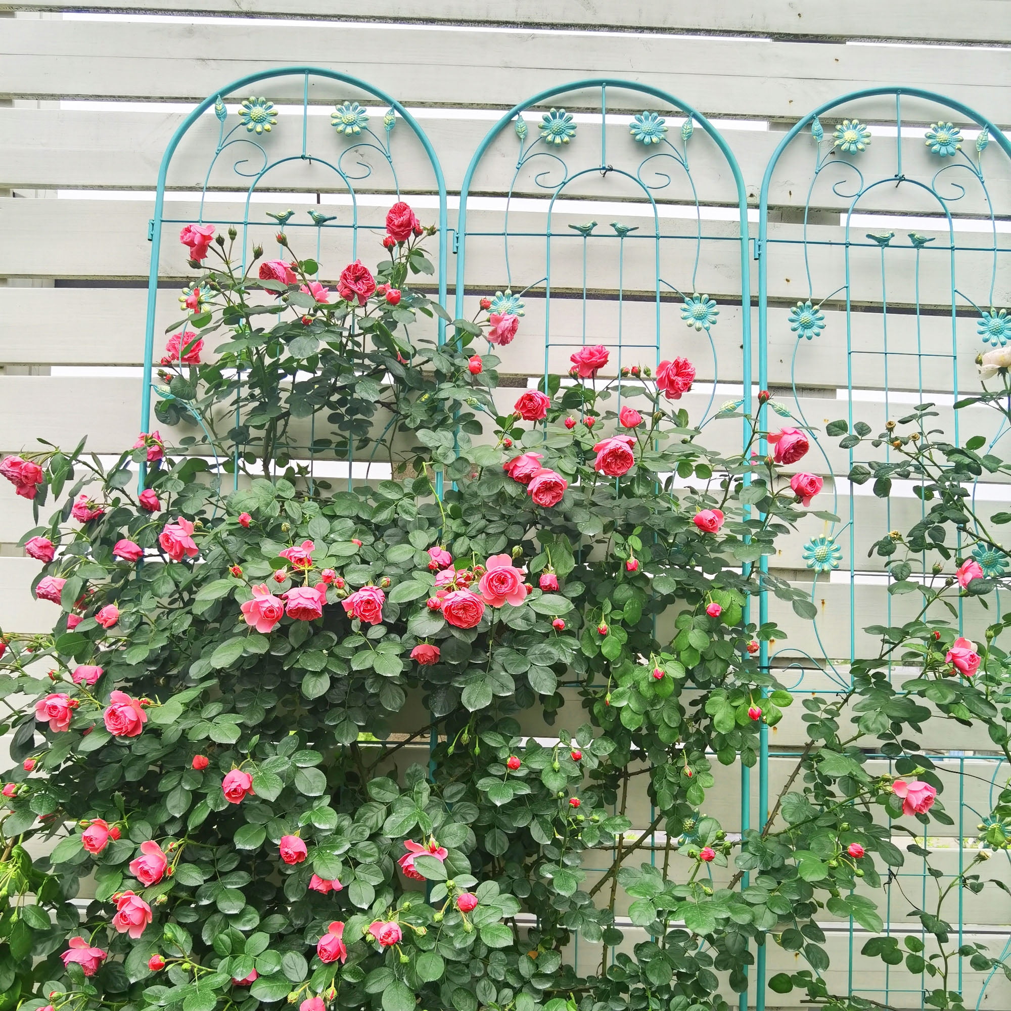 CQSXDA 4 Pack Large Garden Trellis 86.7"H x 19.7" W Heavy Duty Rustproof Green Iron Plant Trellis for Potted Plant Support Metal Climbing Rose Trellis Vine Vegetable Cucumber