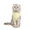 thumbnail image 1 of Ropa creativa para castrar gatos, disfraz antilamer, ropa de recuperación para gatos de algodón (amarillo, talla S), 1 of 2