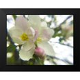 thumbnail image 2 of Popcorn 18x15 Black Modern Framed Museum Art Print Titled - Apple Blossoms III, 2 of 5