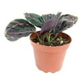 thumbnail image 2 of Calathea Dottie Prayer Plant (4" Minimalist Pot) - Colorful Foliage Houseplant for Home Office Decoration - Live, Healthy, Easy to Care Plant for Beginners, 2 of 7