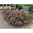 thumbnail image 3 of Bloomin' Jumbo Pint Poprocks Petite Spirea Live Shrub, Deer Resistant, 3 of 9