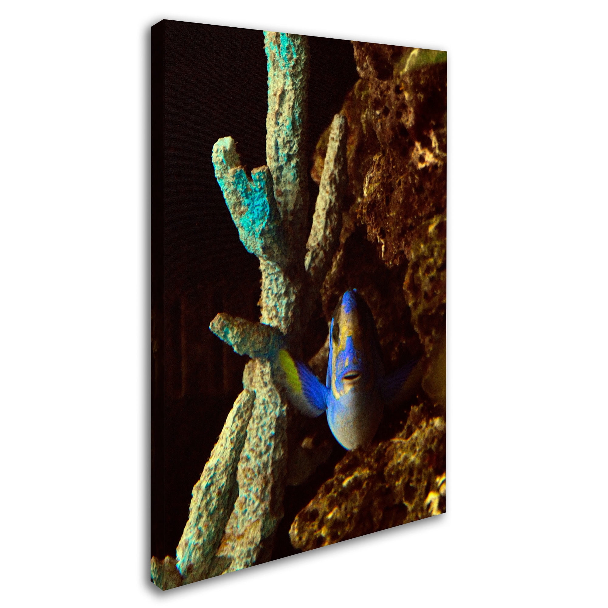 Trademark Fine Art "Fish in the Rocks" Canvas Art by Kurt Shaffer