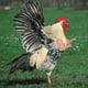thumbnail image 2 of Mascotas, Brazos De Pollo, Decoración Divertida, Juguetes Decorativos Divertidos Para Aves De Corral matsuzay HA045336-01, 2 of 6