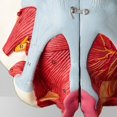 thumbnail image 3 of Modelo de Anatomía de Pelvis Femenina Desmontado, Pelvis Femenina de PVC con Músculo del Suelo, Modelo de Nervios, Suministros de Laboratorio, Pelvis Uterina, 3 of 6
