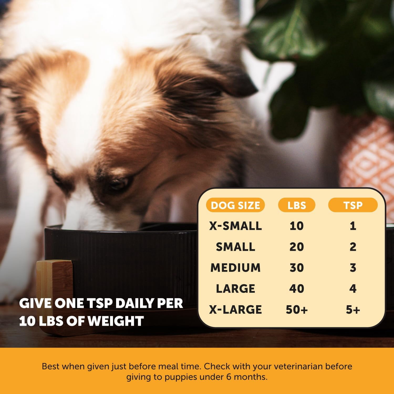 Pet Honesty Allergy Relief Salmon Oil for Seasonal Itch Relief for Dogs, Omega-3 for Dogs, Dog Skin and Coat Supplement, May Reduce Shedding & Itching, Joint, Brain & Heart Health (16 oz)