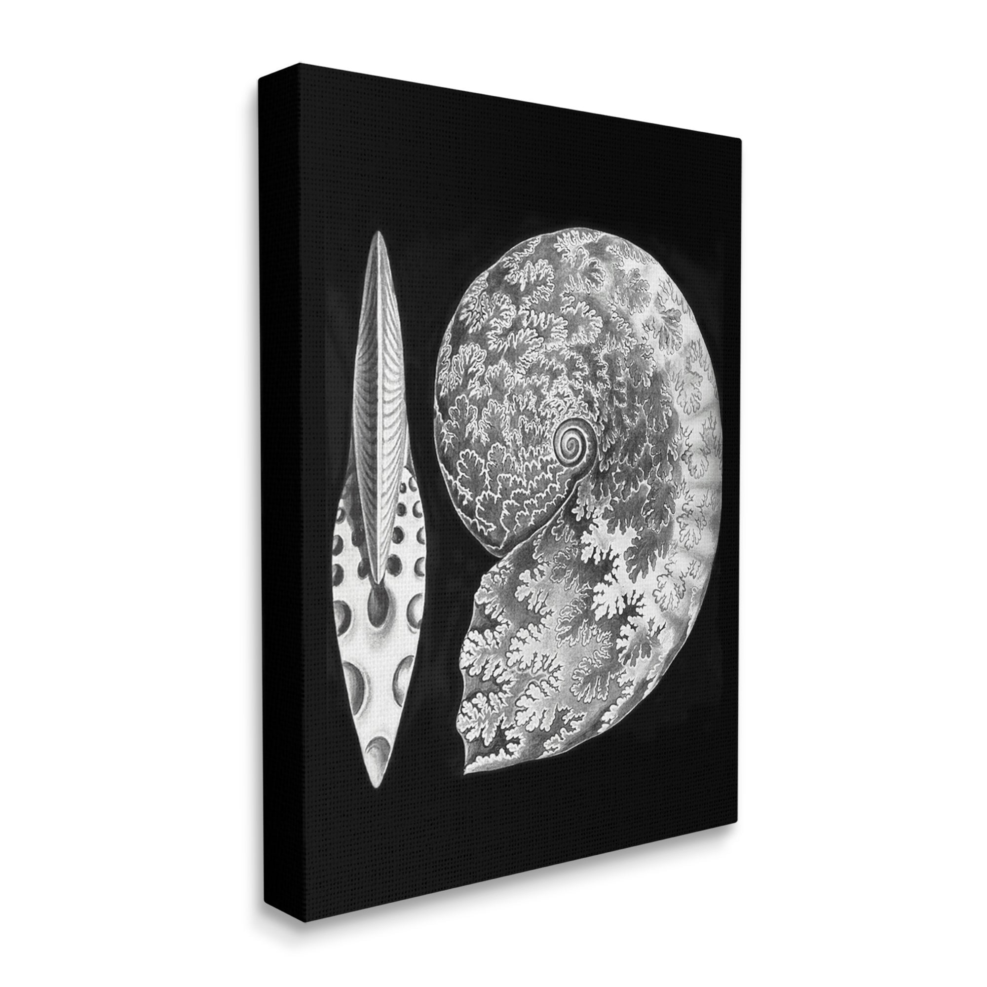 Stupell Industries Detailed Patterned Nautilus Spiral Seashell Modern Design Graphic Art Gallery Wrapped Canvas Print Wall Art, Design by Graffitee Studios