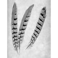 thumbnail image 3 of Blaustein, Alan 19x24 Black Modern Framed Museum Art Print Titled - Feathers B-W - 1, 3 of 5