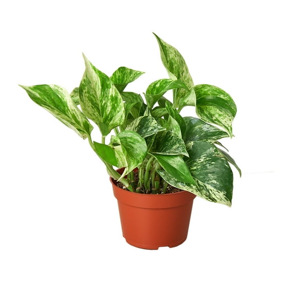 Pothos 'Marble Queen', 3" Pot, Indoor Houseplant, Easy Care, Live Plant for Indoor & Outdoor