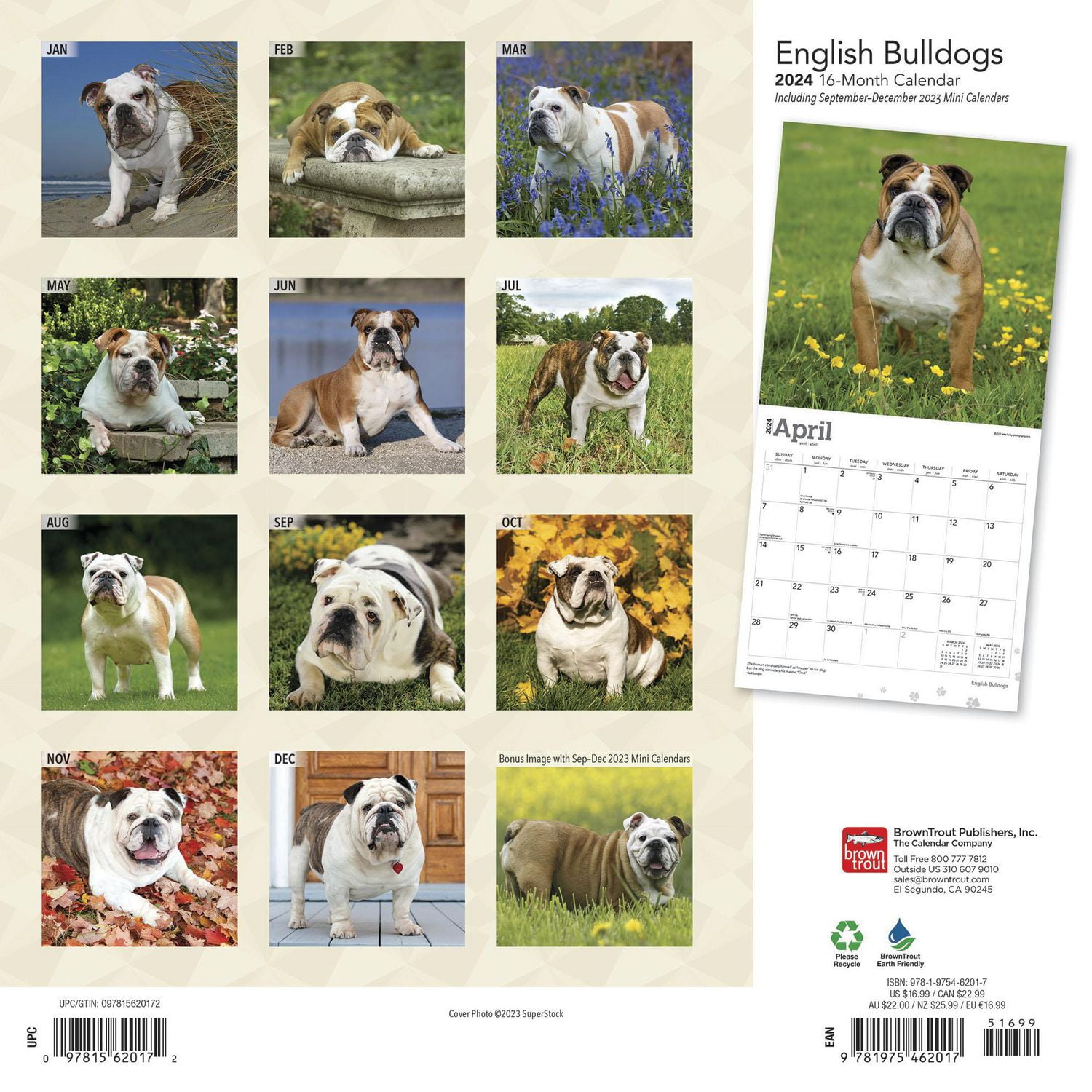 BrownTrout English Bulldogs 2024 12x24 Inch Square Wall Calendar, 9781975462017