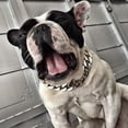 thumbnail image 3 of Pet Dog Adjustable Gold Silver Plated Chain Collar Safety Control Necklace Gift, 3 of 5
