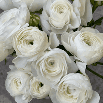 25 Bulbs White Ranunculus, Spring Blooming Ranunculus Bulb, Outdoor Planting