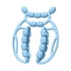 thumbnail image 3 of Rodillo de masaje de piernas Relax Roller de 20 ruedas Masaje relajante versátil Masaje manual azul, 3 of 8