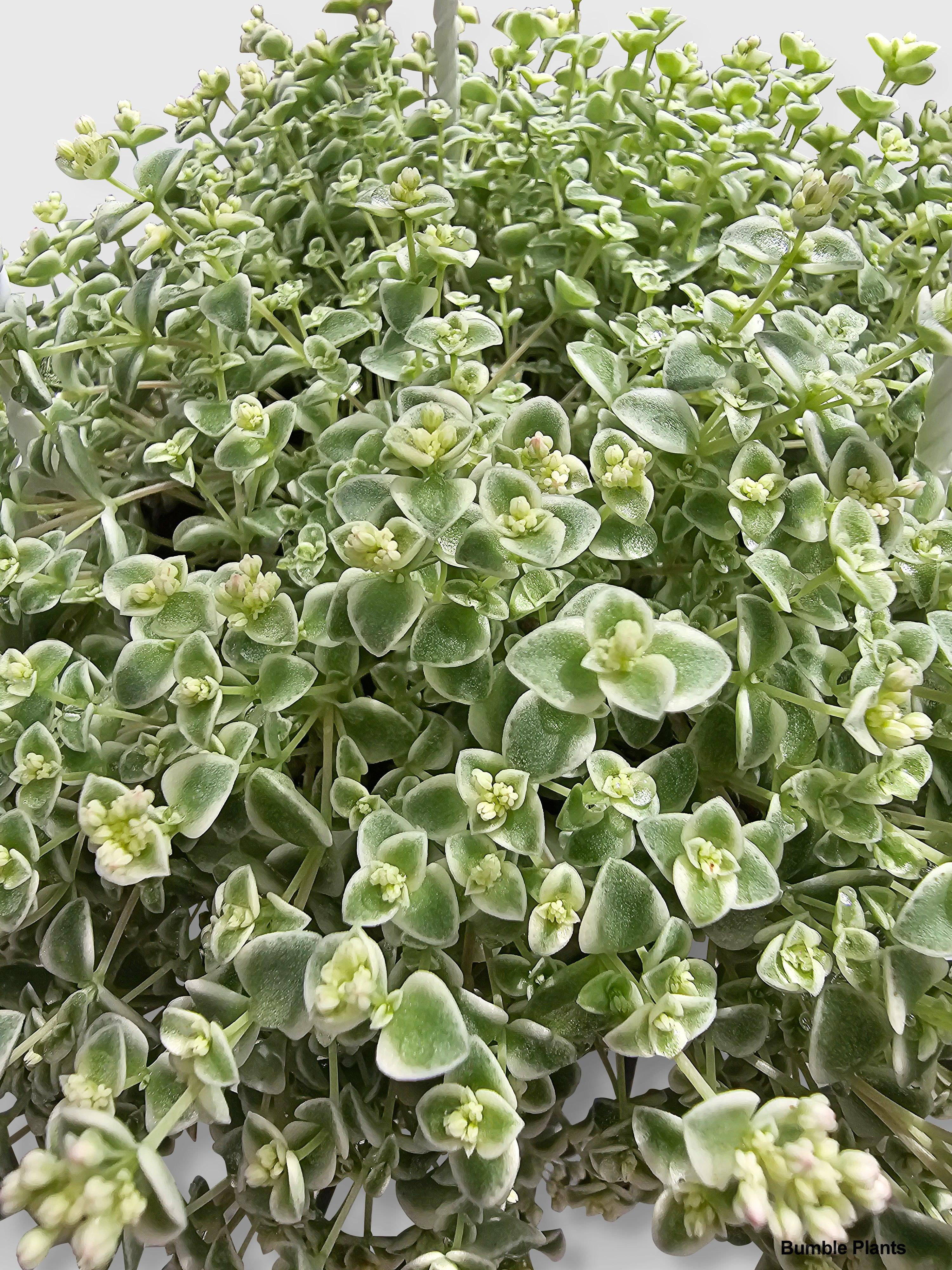 Sedum Little Missy - Live Air-Purifying Indoor Plant in Nursery Pot – Easy Care, Low Maintenance Houseplant for Home & Office Decor, Natural Air Cleaner, Best for Beginners