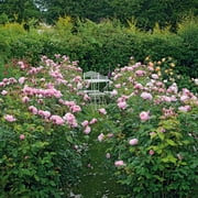 Own-Root One Gallon The Alnwick Rose® David Austin Rose by Heirloom Roses