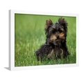 thumbnail image 1 of Yorkshire Terrier Puppy Sitting in Grass, Animals Framed Art Print Wall Art by Adriano Bacchella Sold by Art.Com, 1 of 5