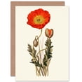 thumbnail image 1 of Flora Conspicua Clark Scarlet Poppy Greetings Card Plus Envelope Blank inside, 1 of 3
