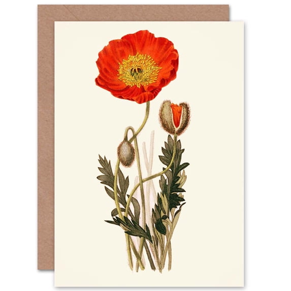 Flora Conspicua Clark Scarlet Poppy Greetings Card Plus Envelope Blank inside