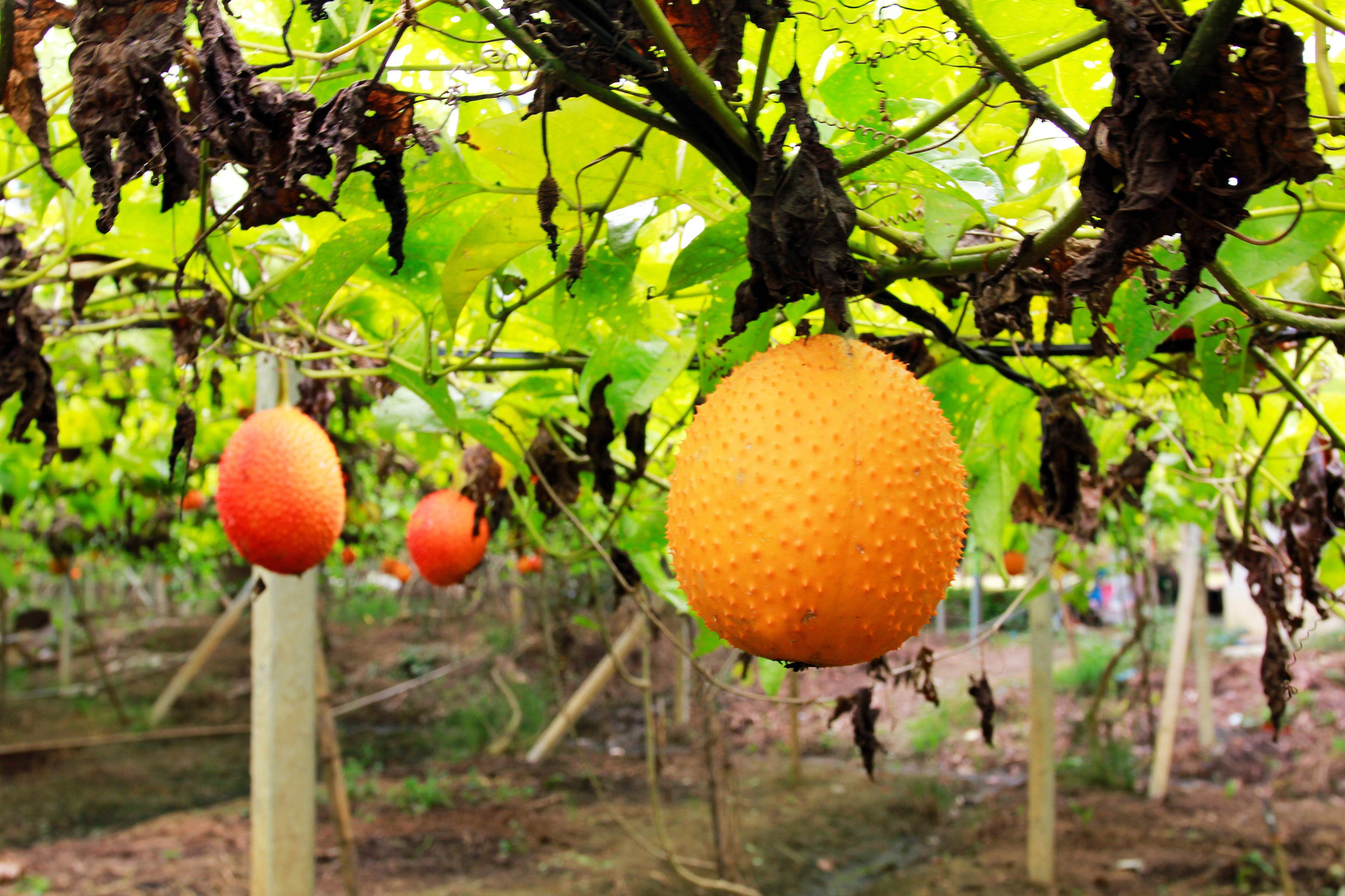Gac Fruit (Momordica Cochinchinensis) - 2 seeds, Ideal for Summer Planting  Gac Melon Vine - Walmart.com