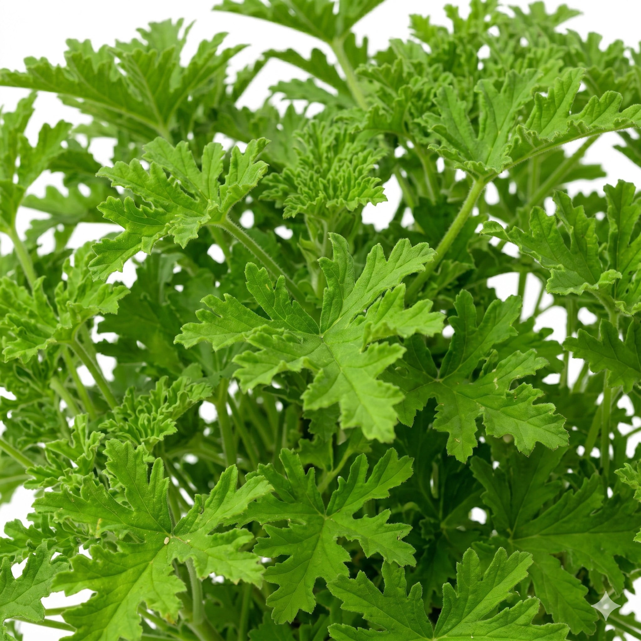 Mi Sueno Citronella Plant (Pelargonium Citrosum), 6 in. Pot, Live Aromatic Foliage Plant