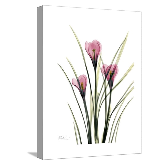 Art.com Pink Crocus Portrait Stretched Canvas Print Wall Art by Albert Koetsier, 12" x 16"