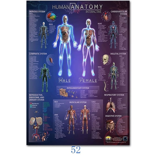 Science Wall Art Muscle System Human Anatomy Diagram Medical Education Supplies HD Oil On Canvas Posters And Prints Home DecorDimensions: 50*70 cm, unframed.,52