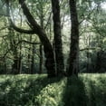 thumbnail image 2 of Amos, Andy 12x12 Gold Ornate Wood Framed with Double Matting Museum Art Print Titled - Forest Morning, 2 of 4