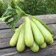 thumbnail image 4 of GSDWIUEW Graines Buisson Courgette Géant Héritage, 4 of 8