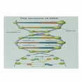 thumbnail image 1 of Science Cutting Board, Colorful Structure of DNA Genetic Code Elements Nucleotides Scientific Study, Decorative Tempered Glass Cutting and Serving Board, Small Size, Multicolor, by Ambesonne, 1 of 1