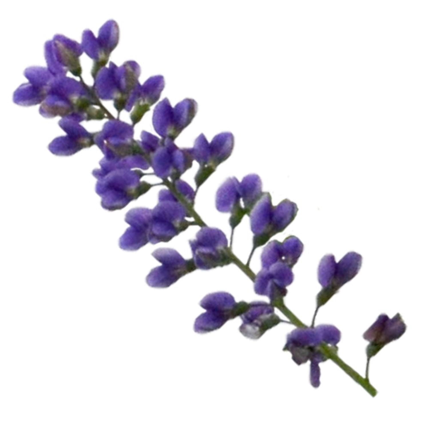 Proven Winners 6" Decadence 'Blueberry Sundae' False Indigo Live Plant in 7.5" Pot