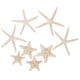 thumbnail image 1 of 8 piezas de estrellas de mar naturales con temática de playa, adornos de micropaisaje, 1 of 7