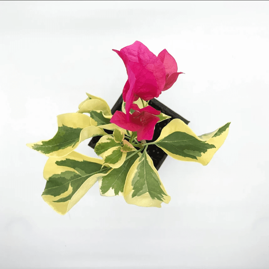 Set 2 Raspberry Ice Bougainvillea Live Starter Plants for Planting, Pink Bougainvillea Plants, Well Rooted, 4 to 6 Inch Tall, Ship No Pot