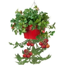 Houston International Trading 8399E XR Enameled Galvanized Hanging Strawberry, Floral Planter - Red