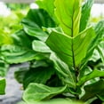 thumbnail image 4 of Liquid Fiddle Leaf Fig Fertilizer 8oz. of Premium Concentrated Indoor Ficus Food, Get Big Leaves and Healthy Plants, 4 of 5