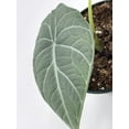 thumbnail image 6 of Alocasia Melo Maharani, White Velvet, Grey Dragon Plant, Alocasia Hybrid, 4 inch, Live Rooted Potted Rare Succulent, 6 of 8